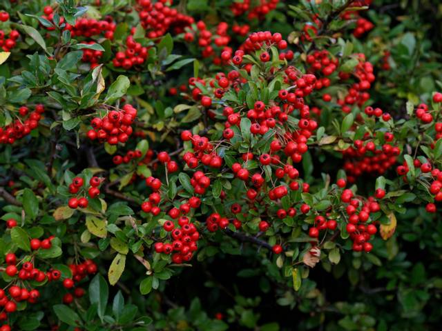 Pyracantha Saphyr® rouge