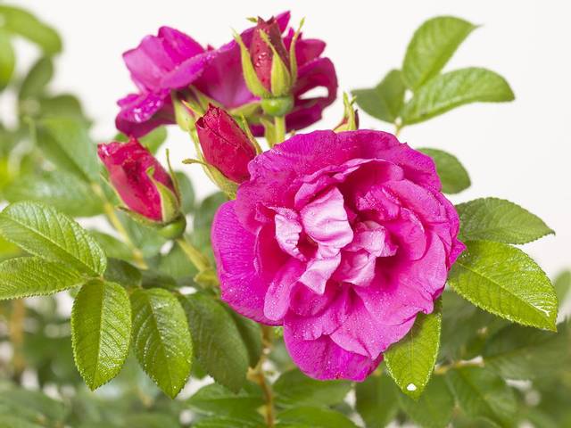 ROSA rugosa Exception rotes meer