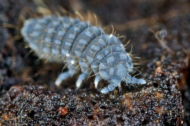 cliquez pour voir la suite Collembole au microscope