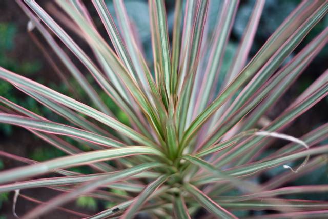 Cordyline 'Pink stripe'