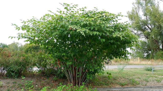 Fallopia japonica : port en touffe évasée