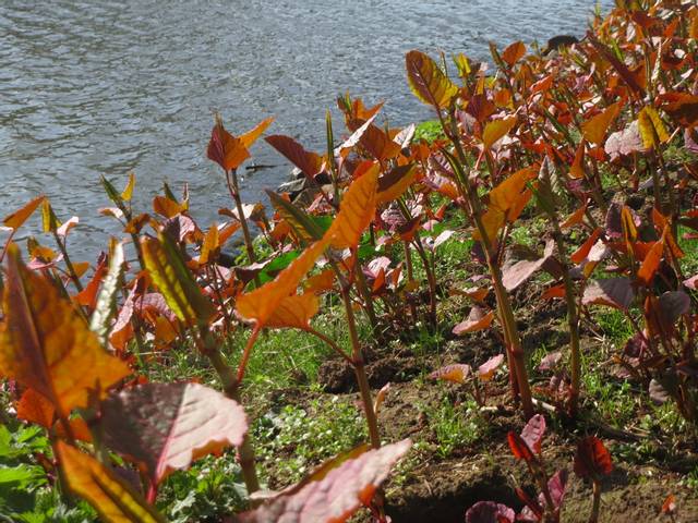 Fallopia japonica : rejets au printemps