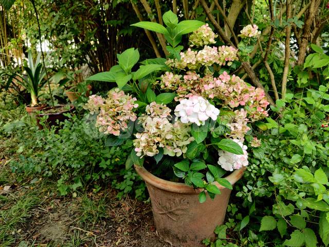 comment cultiver un hortensia en pot