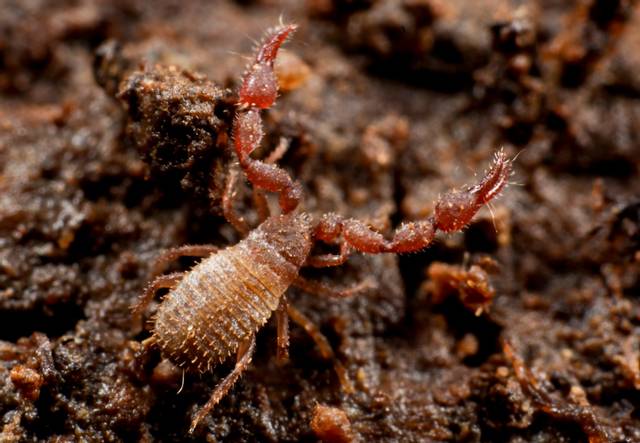 cliquez pour voir la suite Pseudoscorpion