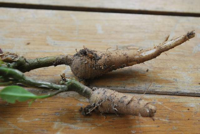 Racines fraîches de ginseng de Corée