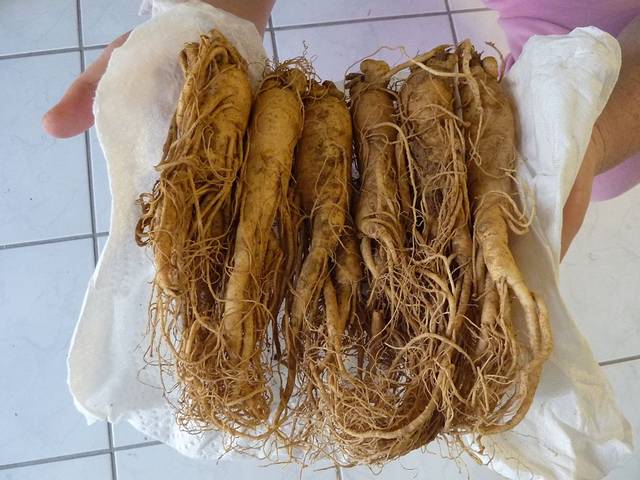 Racines de Panax ginseng (ginseng de Corée)
