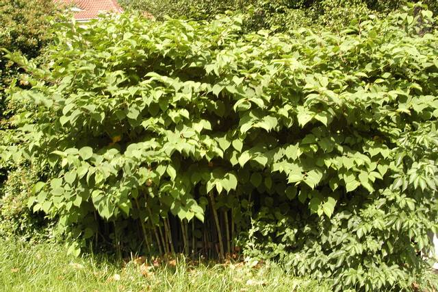 Fallopia japonica, renouée du Japon