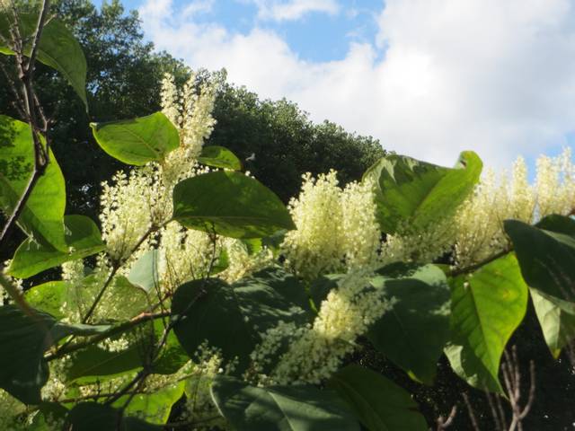 Fleurs de renouée du Japon (Fallopia japonica)
