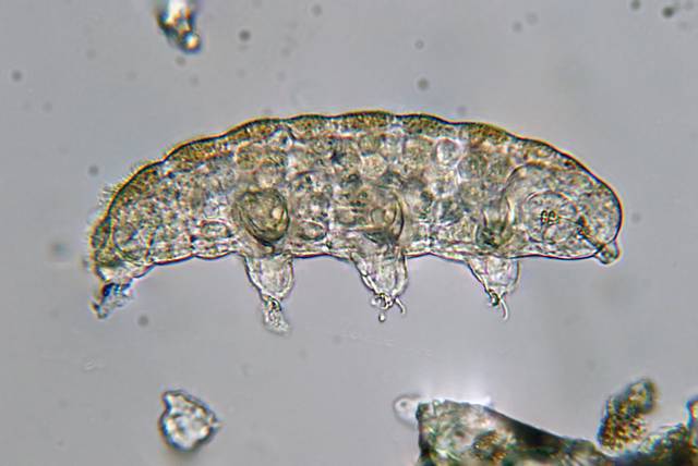 cliquez pour voir la suite Tardigrade