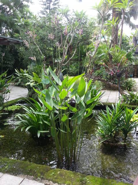 Thalia dealbata dans un bassin