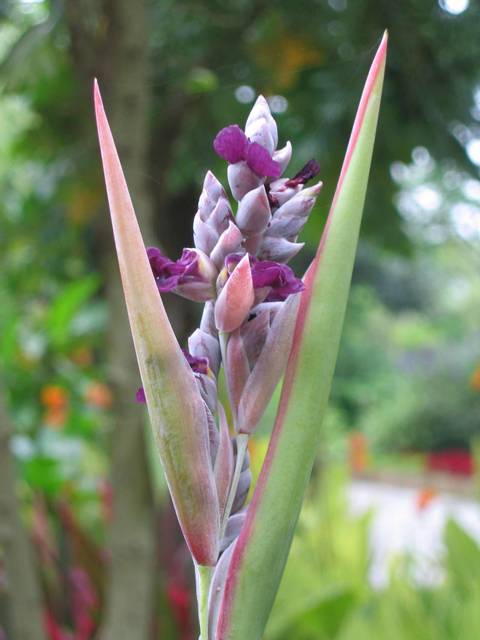 Inflorescence de Thalia dealbata