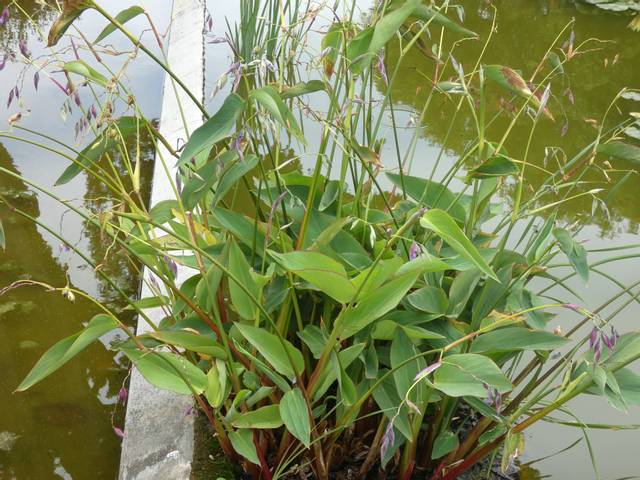 Thalia geniculata