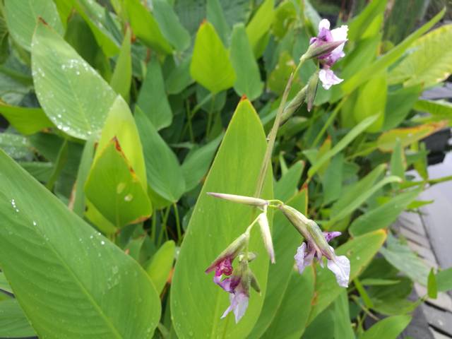 Thalia geniculata : fleurs et feuillage