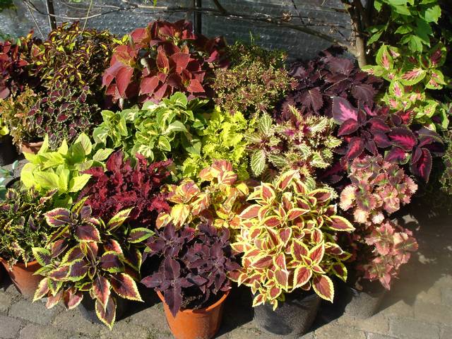 100 Graines Coleus Rainbow Mix - Plante D'intérieur Annuelle Colorée - Facile à Cultiver - Semis Décoratif