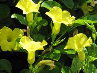 Dipladenia jaune (pentalinon luteum)