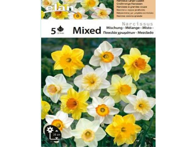 Narcisse Mixture of Colours