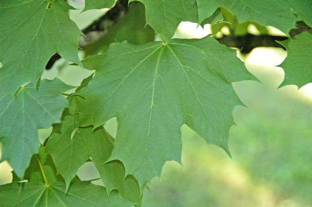 Acer platanoides (érable plane) : feuillage