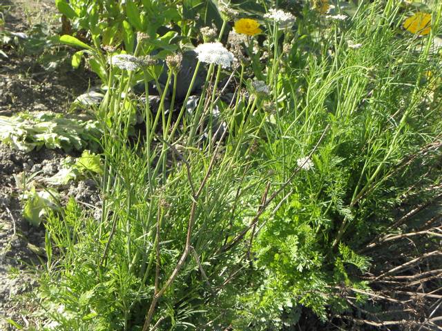 Chataigne de terre (plante entière)
