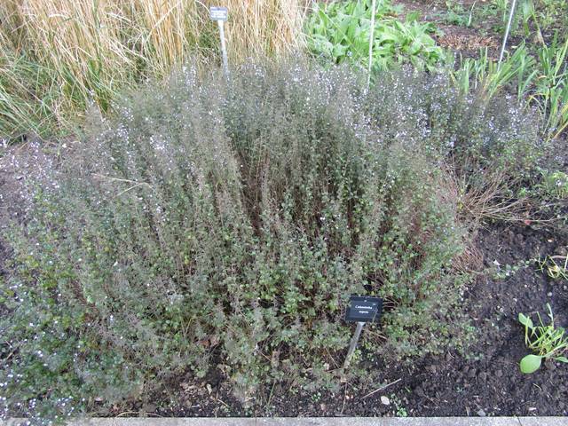 Calament (Calamintha nepeta)