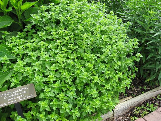 Calamintha nepeta