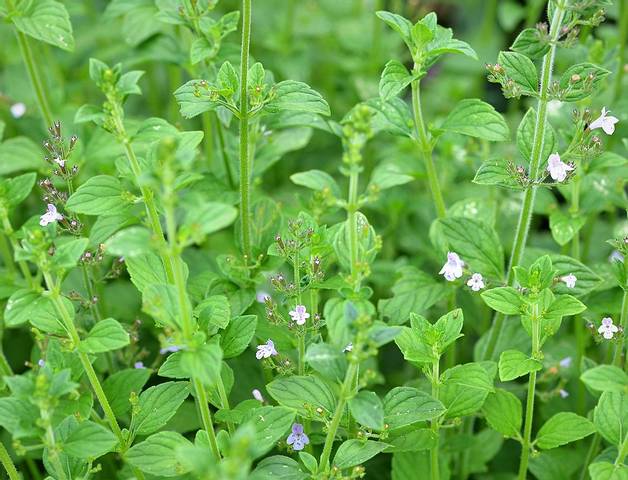 Calamintha nepeta