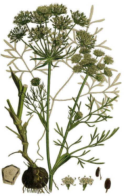 Chataigne de terre (bunium bulbocastanum) - planche botanique