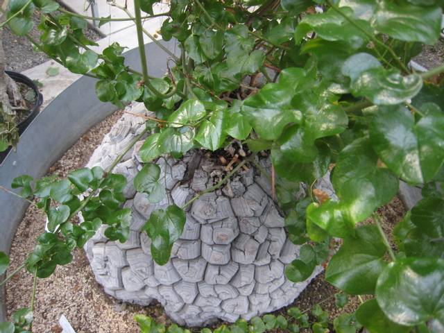 La plante tortue, Dioscorea elephantipes : culture, entretien