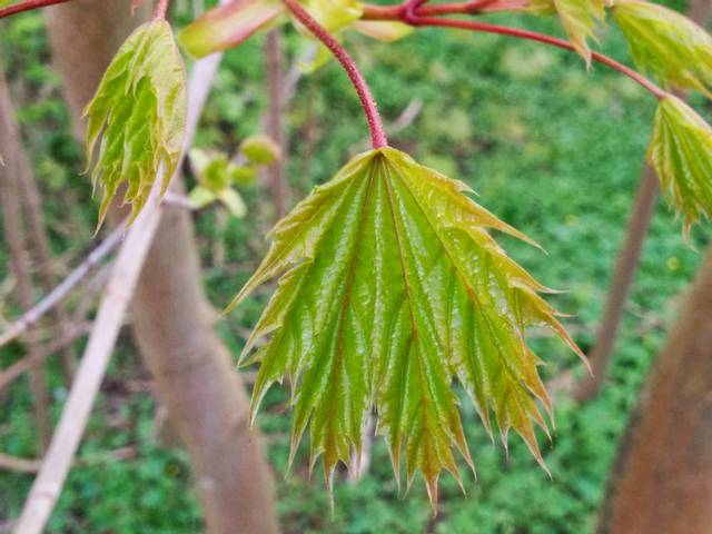 Erable plane, Acer platanoides : jeune feuille