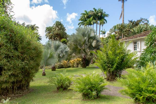 Jardin en Martinique (Fort de France)
