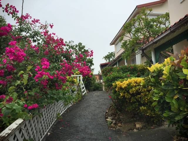 Bougainvilliers à la Martinique