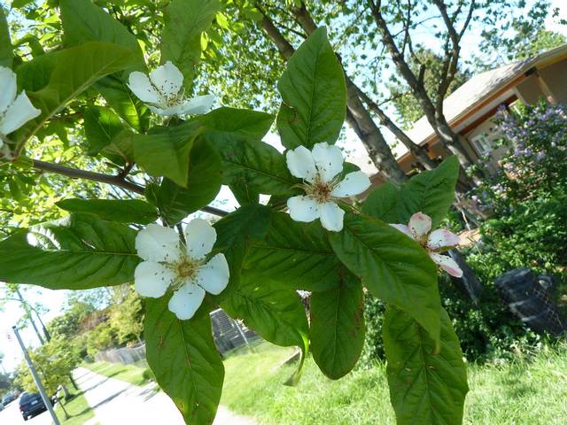 Mespilus germanica (néflier) : fleurs