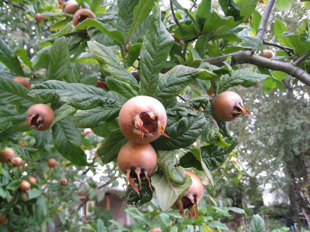 Néflier commun (Mespilus germanica)