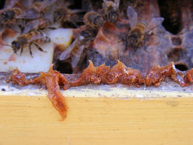 Propolis dans une ruche