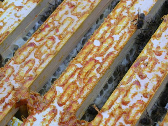 Propolis