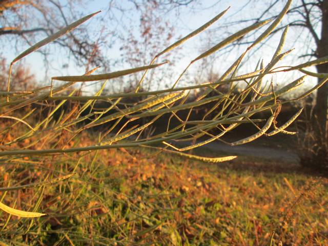Roquette sauvage : siliques contenant les graines