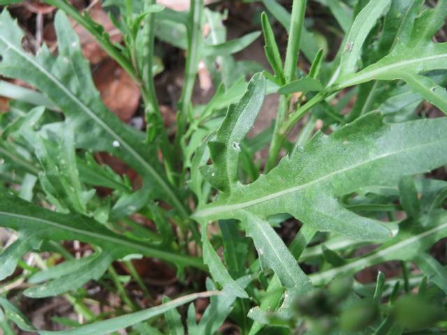 Roquette sauvage