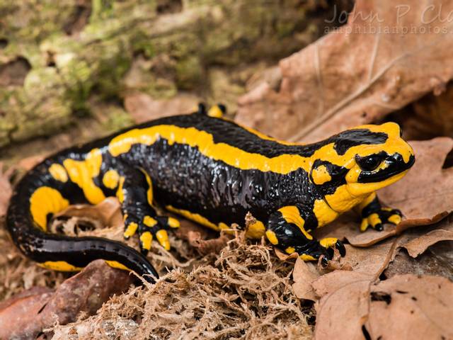 La salamandre, un joli amphibien terrestre en robe noire et jaune