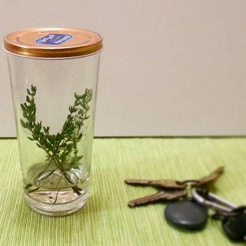 Bouturage de thym dans l'eau