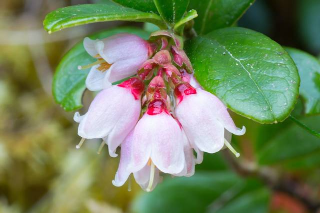 Vaccinium vitis idaea : fleurs