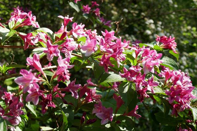 Weigelia en fleurs (mois d'avril)