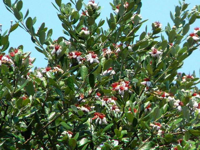 Feijoa (buisson)