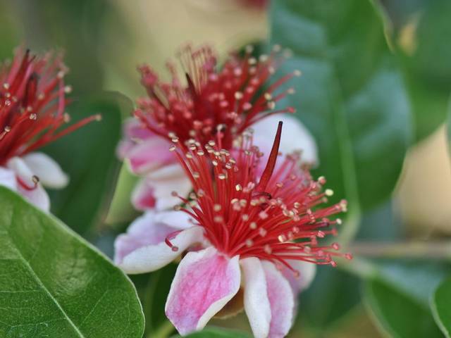 Feijoa (fleurs)