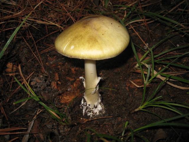 L'amanite phalloïde, champignon le plus mortel au monde, se propage en  Amérique du nord