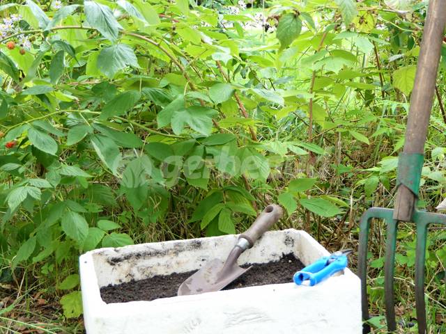 Bouturage de racines de framboisier : caissette, bêche et sécateur