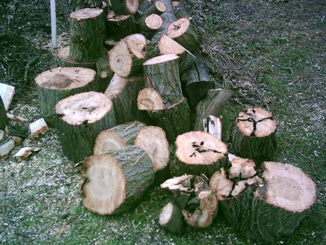Dégâts causés dans le bois par des capricornes asiatiques