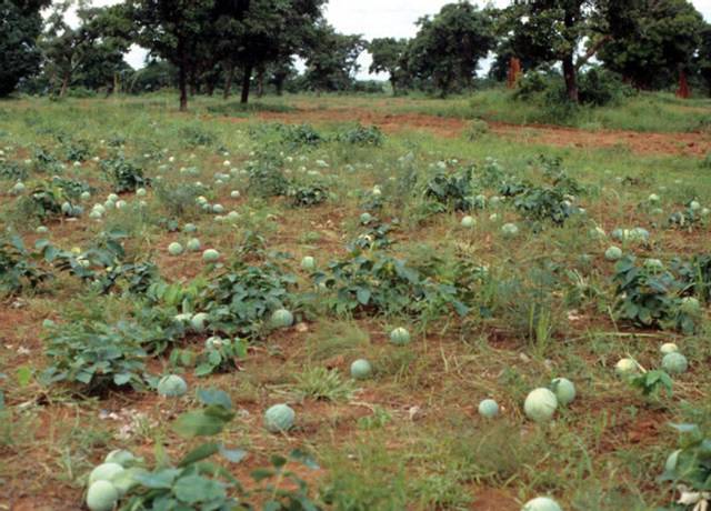 Champs de melons