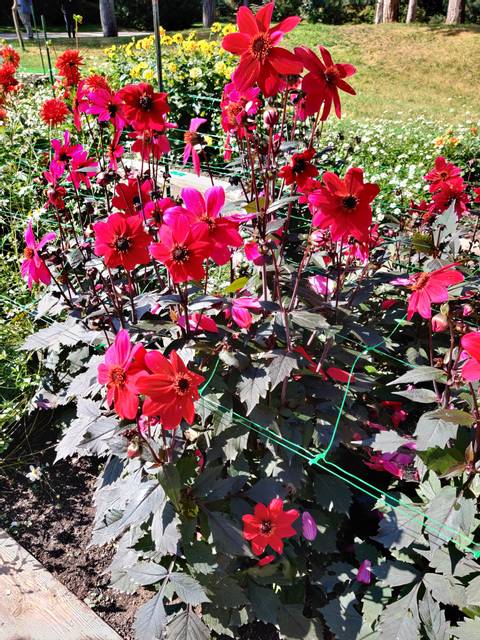 Dahlia 38d19 (E. Turc)