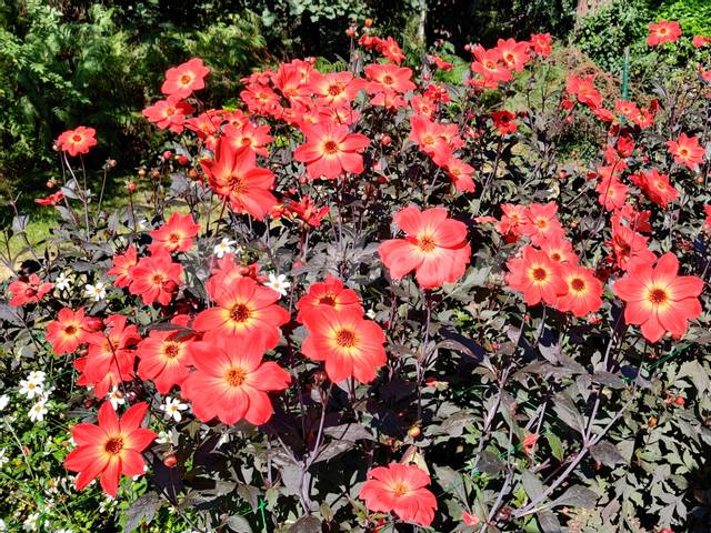 Dahlias Alexandre Dumas