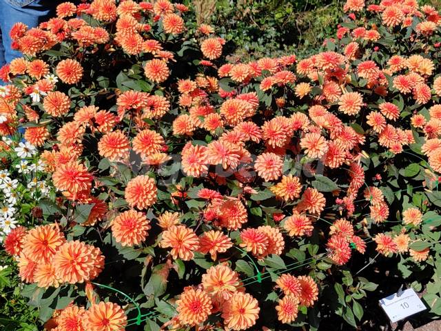 Dahlias Maheco