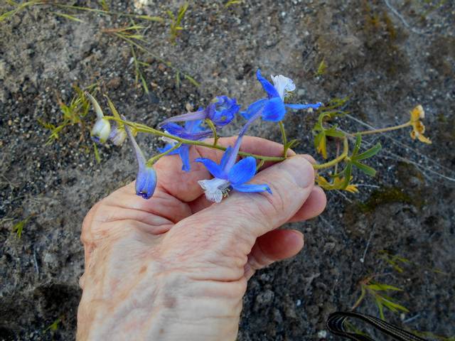 Delphinium consolida, en danger critique d'extinction